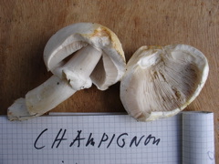 champignon.JPG